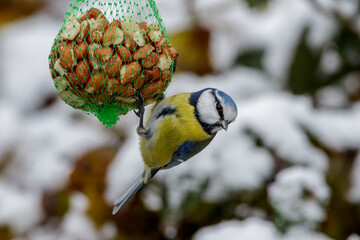 Blaumeise (Cyanistes caeruleus)