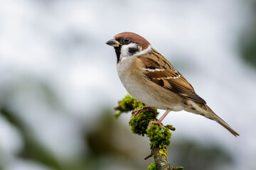 Feldsperling (Passer montanus)
