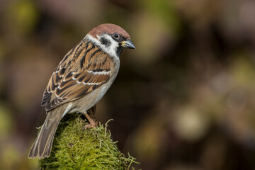Feldsperling (Passer montanus)