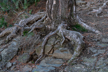 Pine tree roots, landscape scenic view in forest