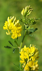 Blossoms of alfalfa yellow sickle (Medicago falcata)