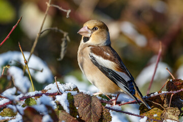 Kernbeißer (Coccothraustes coccothraustes) Weibchen