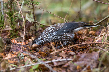 Tannenhäher (Nucifraga caryocatactes)