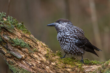 Tannenhäher (Nucifraga caryocatactes)