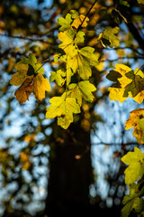 yellowed leaves in autumn