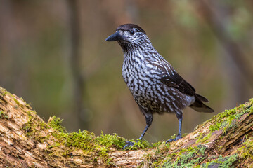 Tannenhäher (Nucifraga caryocatactes)