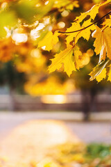 Yellow maple leaves on a branch in autumn with a blurred background