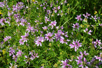 In nature, Securigera varia grows in herbs