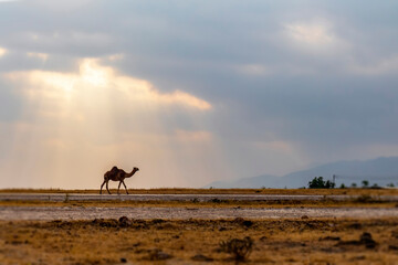 camel at sunset