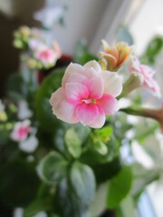 Obraz premium Cute flower