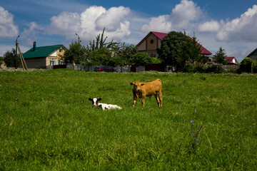 cows grazing in a meadow