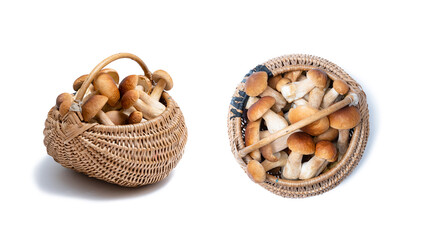Set of wicker basket full of Boletus Edulis isolated on white background. Edible mushroom basket. Nobody