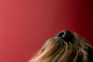 Nose on the muzzle of a Yorkshire Terrier close up