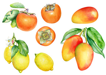 Botanical watercolor illustration of persimmon, lemon and mango fruits.
