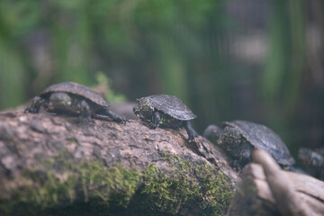 Schildkröte