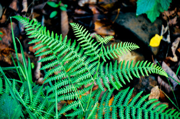 Forest fern close up