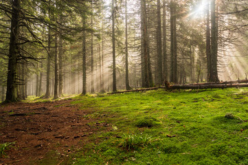 Obraz premium Beautiful sunbeams in the forest. Light rays make their way through the forest. Beautiful forest with moss.