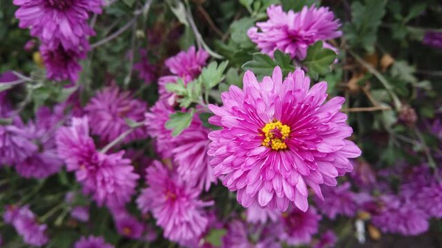 Violet and Pink Aster Flower in the Home Garden Develops on the Wind