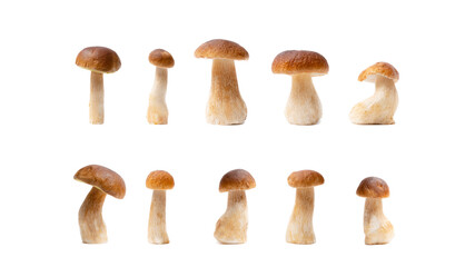 Set of brown cap Boletus Edulis isolated on white background. Variety of edible mushrooms. Nobody