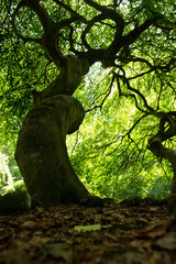 Kr&uuml;ppelb&auml;ume