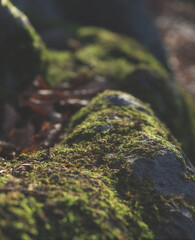 Moody Closeup of moss into forest at autumn in jena