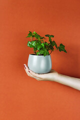 small fluffy green indoor plant ivy in a ceramic gray pot held by a woman's hand with a neat manicure on a terracotta background