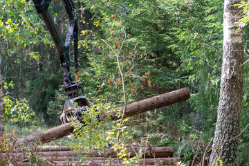 Loading logs on a truck trailer using a tractor loader with a grab crane. Transportation of coniferous logs to the sawmill. Deforestation and exploitation of nature. felling trees