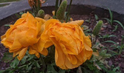 Flower in the garden