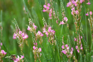 In the meadow among the herbs blooms sainfoin (onobrychis).
