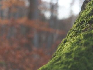 Moody Closeup of moss into forest at autumn in jena with free space