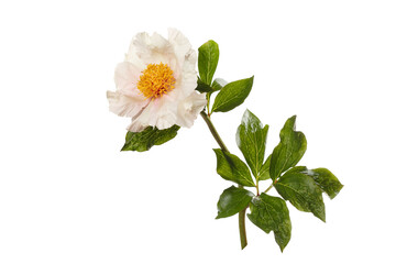 Delicate creamy peony flower with yellow center isolated on white background.