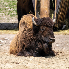 Fototapeta premium American buffalo known as bison, Bos bison in the zoo