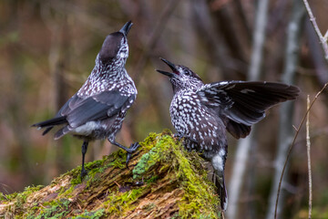 Tannenhäher (Nucifraga caryocatactes)