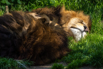 The lion, Panthera leo is one of the four big cats in the genus Panthera