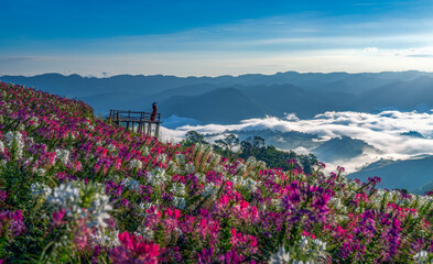 View point of the sea of ​​mist and flower garden in Mae Sot District, Tak Province, Thailand.