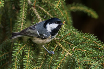 Tannenmeise (Periparus ater)