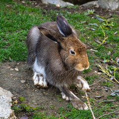 Mountain hare, Lepus timidus, also known as the white hare.