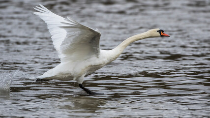 Höckerschwan (Cygnus olor)