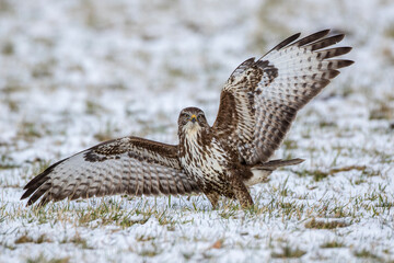 Mäusebussard (Buteo buteo)