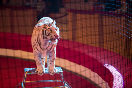 Belarus, Gomil, February 16, 2019. State Circus. Program Bravo Bravissimo.