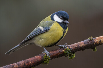 Kohlmeise (parus major)