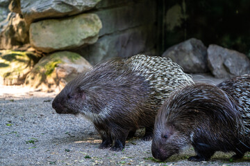 Indian crested Porcupine, Hystrix indica in a german nature park