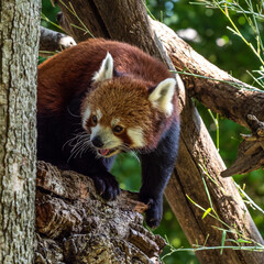 Fototapeta premium The red panda, Ailurus fulgens, also called the lesser panda.