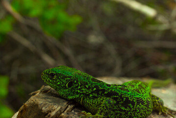 green spotted lizard on a wooden stump lurked in thickets of jungle basking in the sun