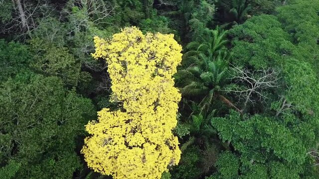 Guayacan Tree Standing Out in Lush Foliage of Panama Forest. Aerial