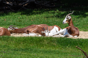 Dama gazelle, Gazella dama mhorr or mhorr gazelle is a species of gazelle