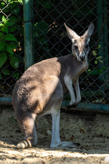 Red kangaroo, Macropus rufus in a german park