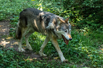 European Grey Wolf, Canis lupus in a german park