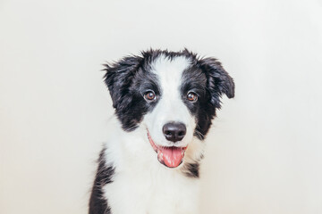 Naklejka na ściany i meble Funny studio portrait of cute smiling puppy dog border collie isolated on white background. New lovely member of family little dog gazing and waiting for reward. Pet care and animals concept.
