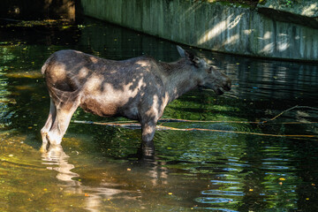 European Moose, Alces alces, also known as the elk